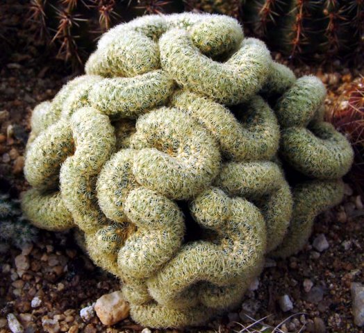 Mammillaria_elongata_cristata_1